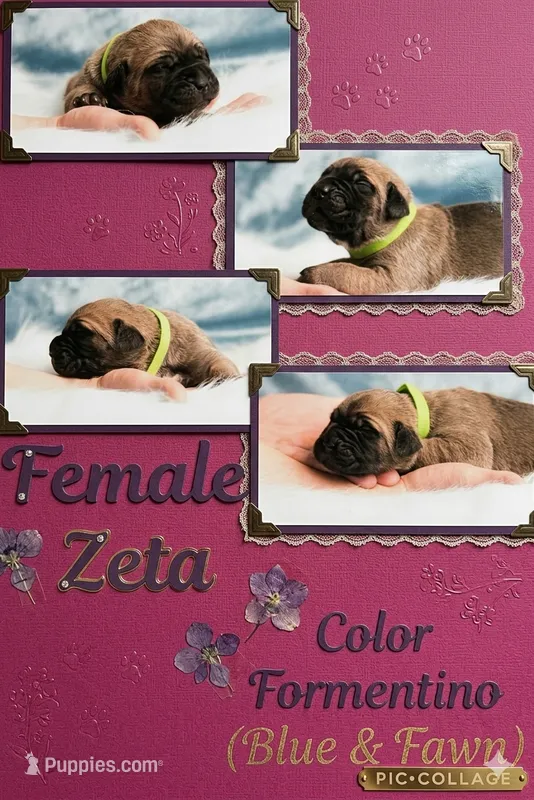 Obsidian Wildfire Zeta – Cane Corso puppy for sale in Charlotte, NC