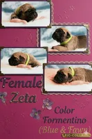 Obsidian Wildfire Zeta, a female Cane Corso for sale in Charlotte, NC – 1 of 5