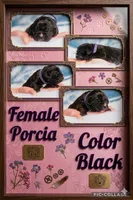 Obsidian Wildfire Porcia, a female Cane Corso for sale in Phoenix, AZ – 1 of 5