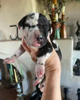 Black Velvet Abyss Duality (European), a female Great Dane for sale in Denver, CO – 1 of 10