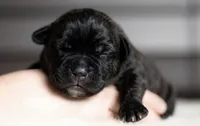 Black Velvet Abyss Scarlet Shadow, a female Cane Corso for sale in Louisville, KY – 4 of 9