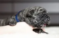 Black Velvet Abyss Smokey Phantom, a male Cane Corso for sale in Louisville, KY – 3 of 9