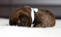 Black Velvet Abyss Arctic Tempest , a female Cane Corso for sale in Louisville, KY – 5 of 9