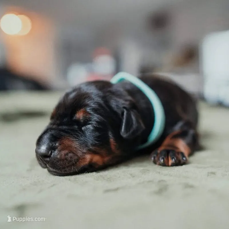 Black Velvet Abyss Ares (European) – Doberman Pinscher puppy for sale in Columbus, OH