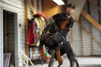Black Velvet Abyss Selene (European), a female Doberman Pinscher for sale in Columbus, OH – 7 of 8