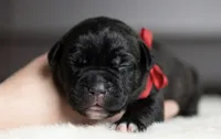 Black Velvet Abyss Scarlet Shadow, a female Cane Corso for sale in Louisville, KY – 5 of 9