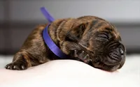 Black Velvet Abyss Molten Ash, a male Cane Corso for sale in Louisville, KY – 3 of 9