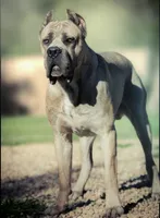 Obsidian Wildfire Zeta, a female Cane Corso for sale in Charlotte, NC – 4 of 5