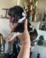 Black Velvet Abyss Duality (European), a female Great Dane for sale in Denver, CO – 6 of 10
