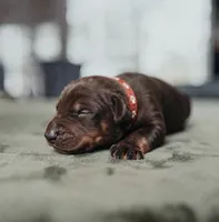 Black Velvet Abyss Tisphone (European), a female Doberman Pinscher for sale in Columbus, OH – 1 of 8