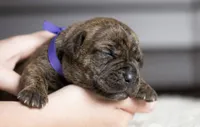 Black Velvet Abyss Molten Ash, a male Cane Corso for sale in Louisville, KY – 2 of 9