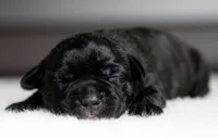 Black Velvet Abyss Scarlet Shadow, a female Cane Corso for sale in Louisville, KY – 2 of 9