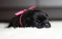 Black Velvet Abyss Midnight Orchid, a female Cane Corso for sale in Louisville, KY – 2 of 9