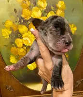 Black Velvet Abyss Ares (European), a male Great Dane for sale in Denver, CO – 3 of 9