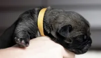 Black Velvet Abyss Voodoo Queen, a female Cane Corso for sale in Louisville, KY – 3 of 9
