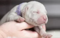Black Velvet Abyss Seraphina Snow , a female Cane Corso for sale in Orlando, FL – 4 of 5
