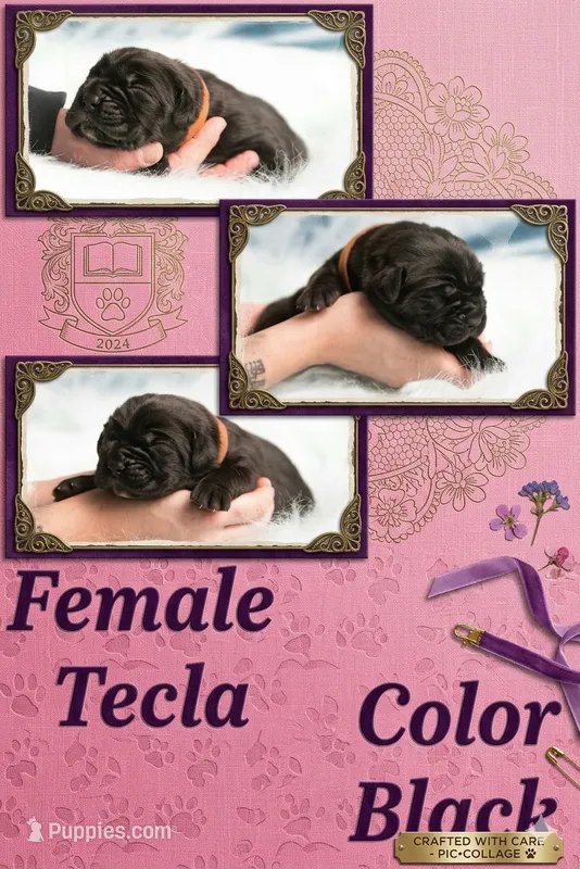 Obsidian Wildfire Tecla – Cane Corso puppy for sale in Charlotte, NC
