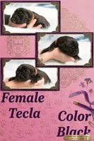 Obsidian Wildfire Tecla, a female Cane Corso for sale in Charlotte, NC – 1 of 5