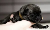 Black Velvet Abyss Voodoo Queen, a female Cane Corso for sale in Louisville, KY – 2 of 9