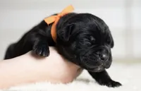Black Velvet Abyss Voodoo Bones, a male Cane Corso for sale in Louisville, KY – 3 of 9