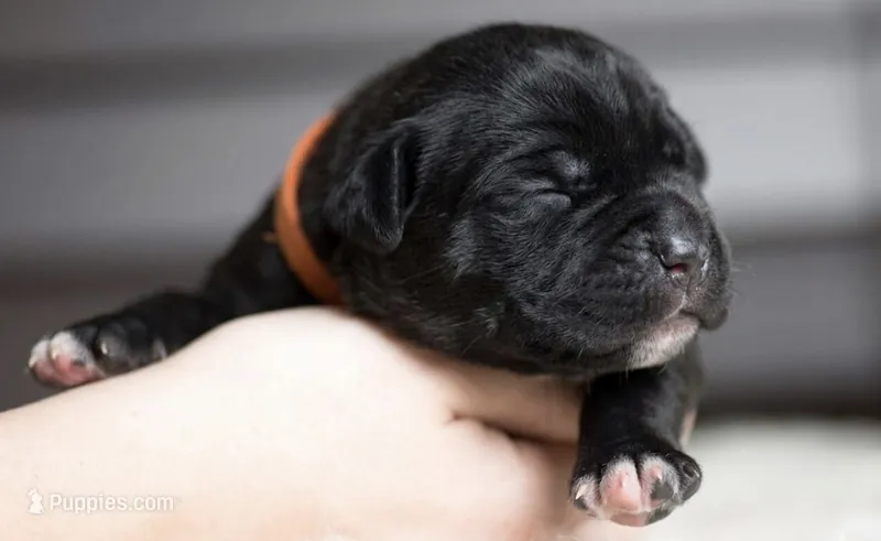 Black Velvet Abyss Voodoo Bones – Cane Corso puppy for sale in Louisville, KY