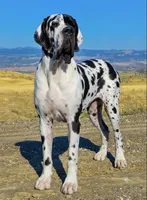 Black Velvet Abyss Kratos (European), a male Great Dane for sale in Orlando, FL – 6 of 9