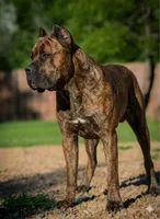 Black Velvet Abyss Midnight Orchid, a female Cane Corso for sale in Louisville, KY – 9 of 9