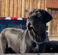Black Velvet Abyss Nebula (European), a female Great Dane for sale in Orlando, FL – 7 of 10