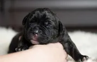 Black Velvet Abyss Scarlet Shadow, a female Cane Corso for sale in Louisville, KY – 1 of 9