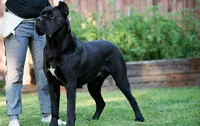 Obsidian Wildfire Porcia, a female Cane Corso for sale in Phoenix, AZ – 2 of 5