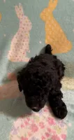 Black with white registered boy poodle , a male Poodle - Toy  for sale in Texarkana, TX – 2 of 3