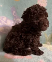 Dark Brown/Chocolate with a little white boy poodle., a male Poodle - Toy  for sale in Texarkana, TX – 3 of 3