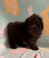 Tiny dark Chocolate boy 2.3 pounds , a male Poodle - Toy  for sale in Texarkana, TX – 3 of 6