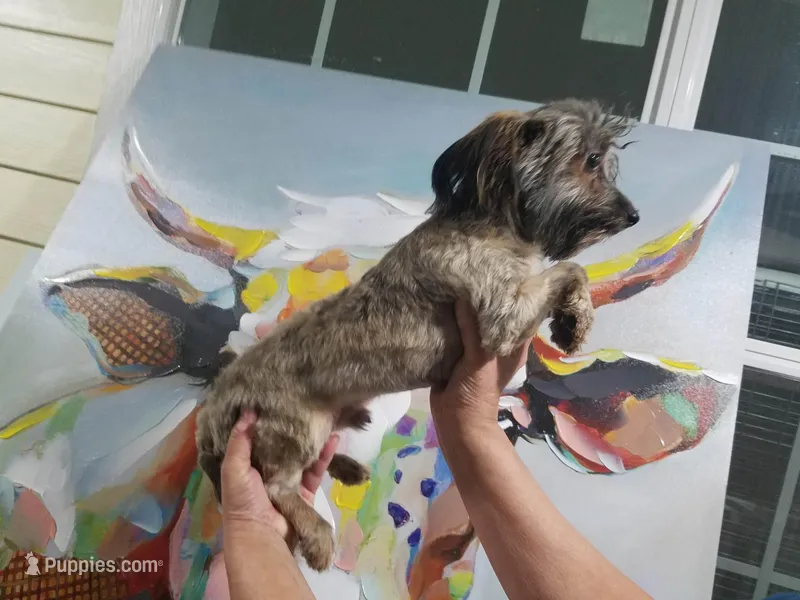 Chorkie Merle boy – Chorkie puppy for sale in Texarkana, TX