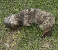 Chorkie Merle boy, a male Chorkie for sale in Texarkana, TX – 2 of 3