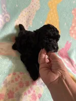 Black with white registered boy poodle , a male Poodle - Toy  for sale in Texarkana, TX – 1 of 3