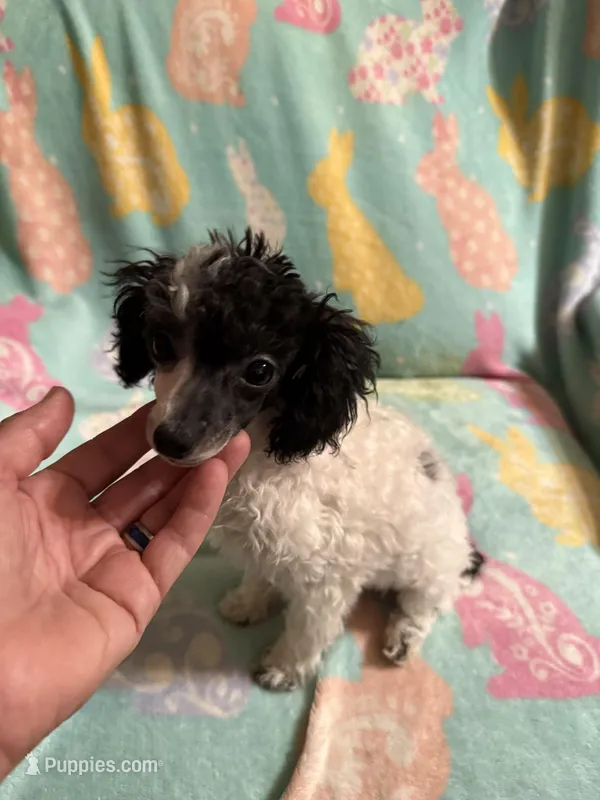 White & Black parti girl AKC – Poodle - Toy  puppy for sale in Texarkana, TX