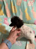 White & Black parti girl AKC, a female Poodle - Toy  for sale in Texarkana, TX – Photo 3 of 8