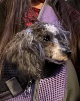 White & Black parti girl AKC, a female Poodle - Toy  for sale in Texarkana, TX – Photo 8 of 8