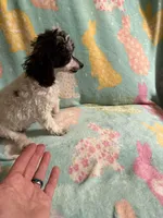 White & Black parti girl AKC, a female Poodle - Toy  for sale in Texarkana, TX – Photo 4 of 8