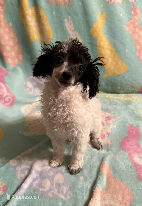 White & Black parti girl AKC – Poodle - Toy  puppy for sale in Texarkana, TX