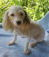 White & Black parti girl AKC, a female Poodle - Toy  for sale in Texarkana, TX – Photo 5 of 8