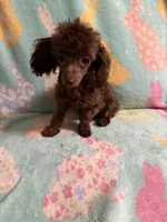 Tiny Brown girl CKC, a female Poodle - Toy  for sale in Texarkana, TX – Photo 4 of 8