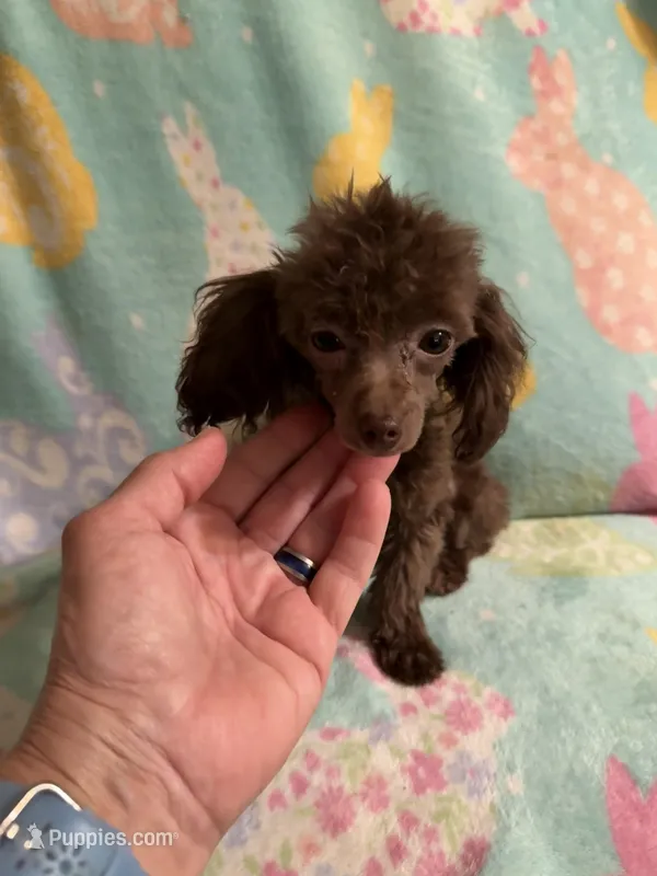 Tiny Brown girl CKC – Poodle - Toy  puppy for sale in Texarkana, TX