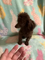 Tiny Brown girl CKC, a female Poodle - Toy  for sale in Texarkana, TX – Photo 3 of 8