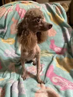 Tiny Brown girl CKC, a female Poodle - Toy  for sale in Texarkana, TX – Photo 6 of 8