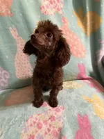 Tiny Brown girl CKC, a female Poodle - Toy  for sale in Texarkana, TX – Photo 2 of 8