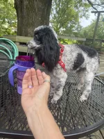 Dark Brown/Chocolate with white boy poodle , a male Poodle - Toy  for sale in Texarkana, TX – 5 of 5