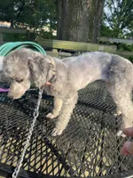 Demi Merle boy CKC, a male Poodle - Toy  for sale in Texarkana, TX – Photo 3 of 6