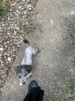 Demi Merle boy CKC, a male Poodle - Toy  for sale in Texarkana, TX – Photo 4 of 6